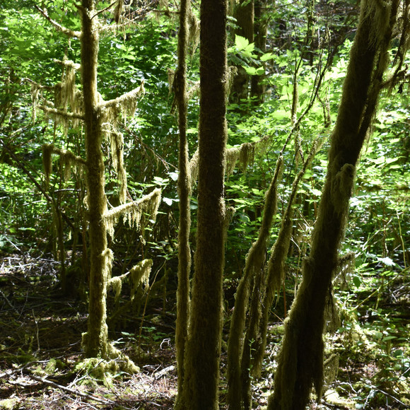 Meet your Posher, Debret - Picture 1 of 1